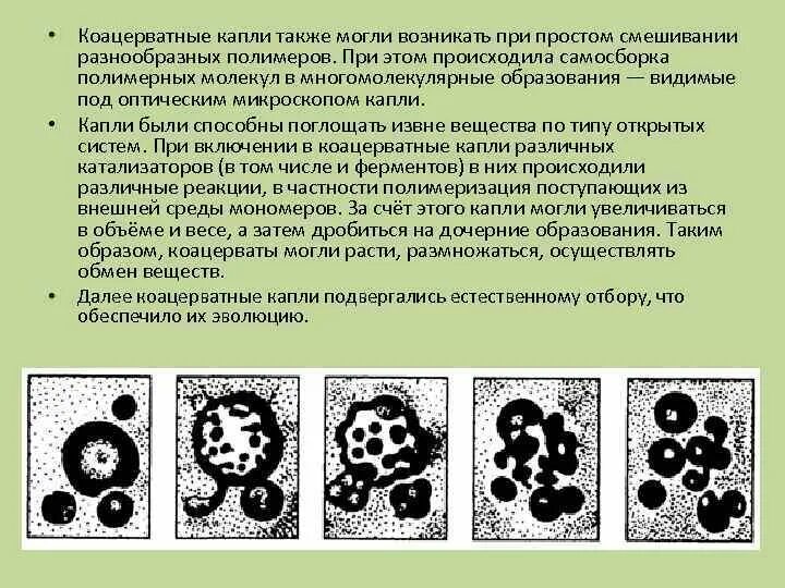 Коацерватная гипотеза. Теория коацерватных капель. Опарин коацерватные капли. Коацерватные капли рисунок. Коацерватные капли обладали способностью.