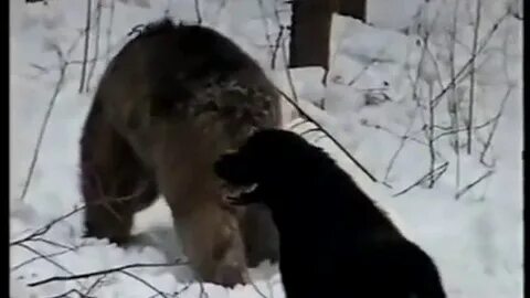Хороший медведь видео