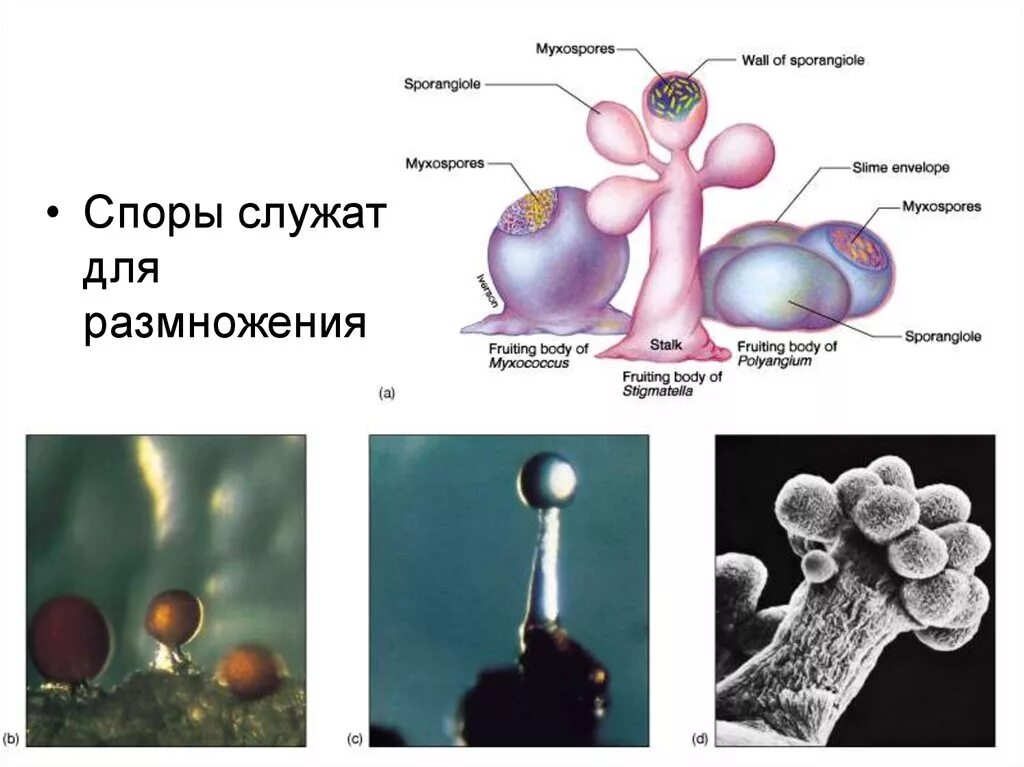 Споры служат для размножения