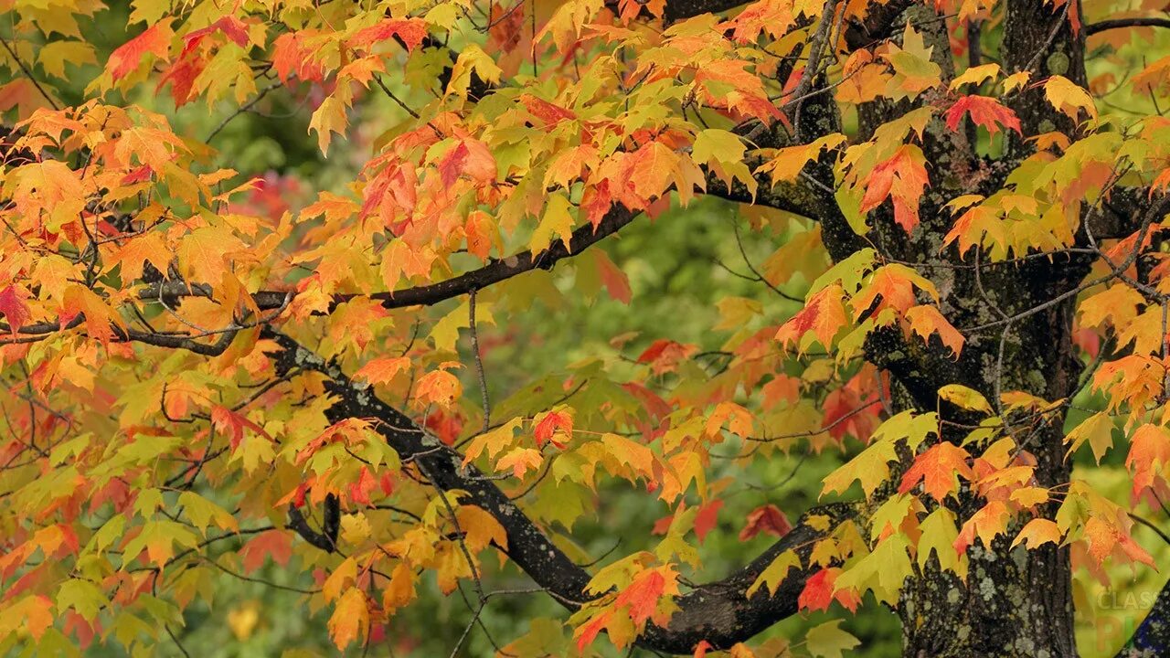 Листва. Деревья с пестрой листвой. Осенний клен в хвойном лесу. Deciduous Trees.