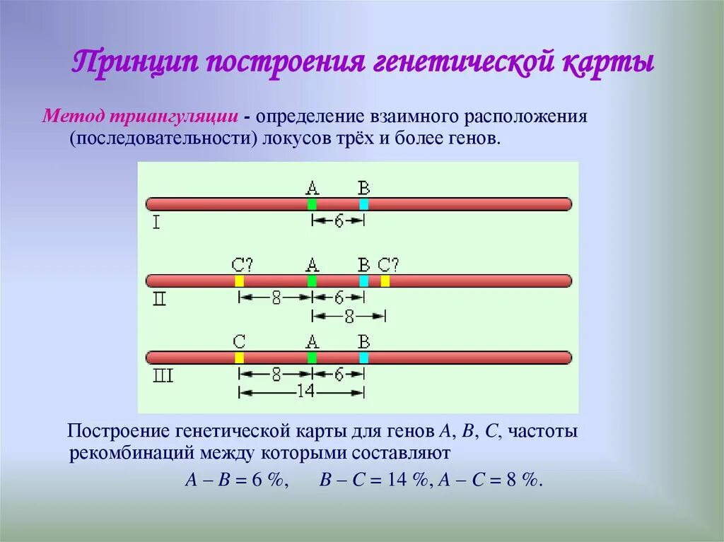 Генетические карты хромосом принципы построения. Генетические карты хромосом Моргана. Метод трех точек генетическая карта. Построение генетической карты методом трех точек.