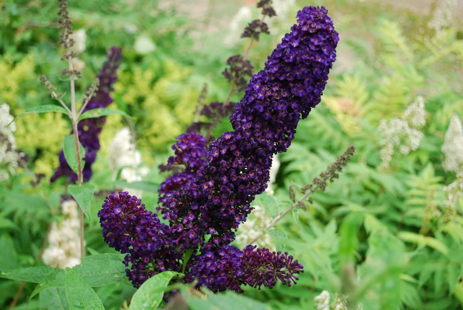 Буддлея Давида Блэк Найт. Буддлея Блэк Найт. Buddleja davidii Black Knight. Буддлея Давида Black Knight. Буддлея выращивание из семян