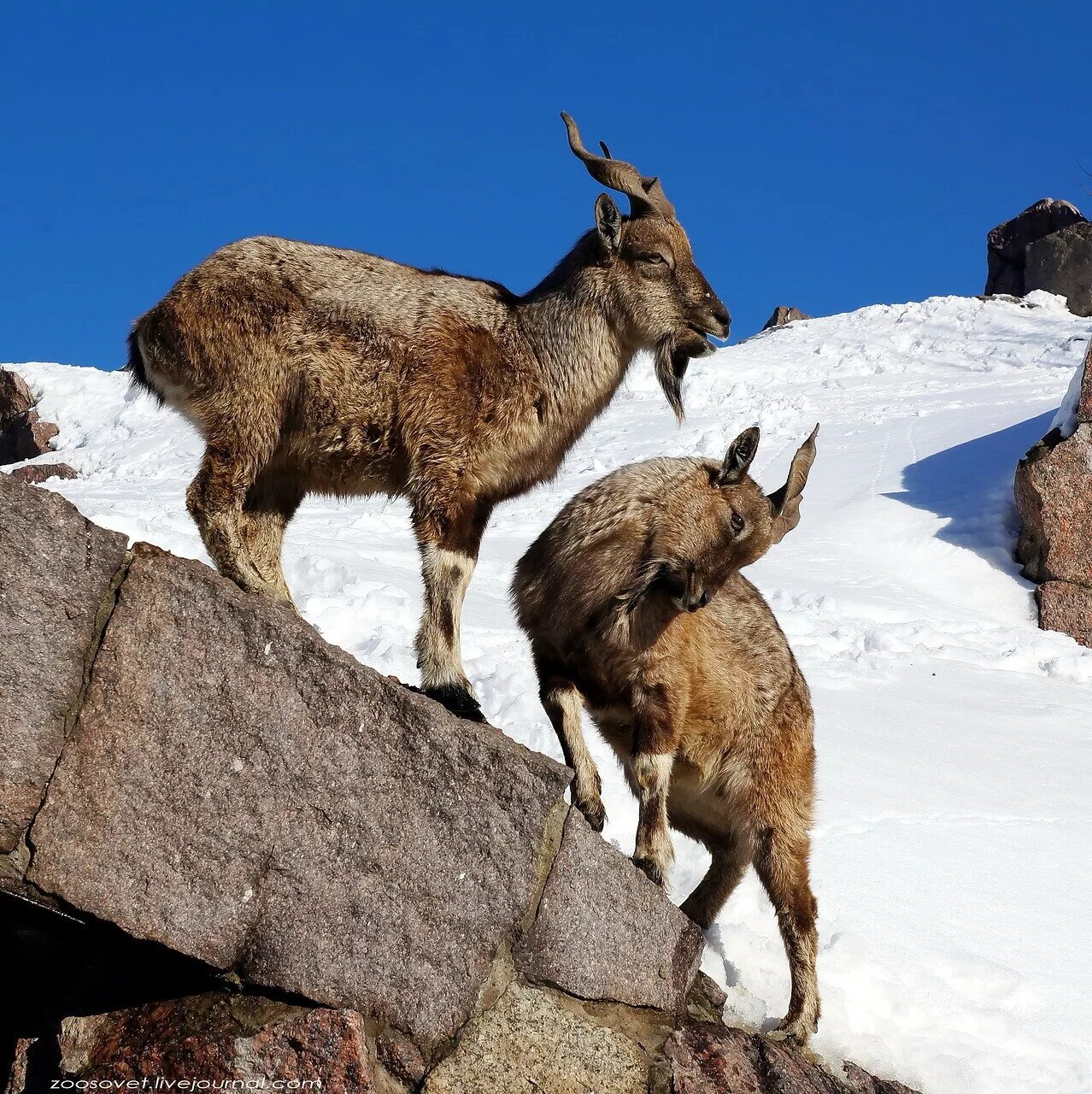славянский тур с золотыми рогами. как у бабушки козел текст. козлик золотые рожки. альпийские ибексы. алтайский горный баран аргали.
