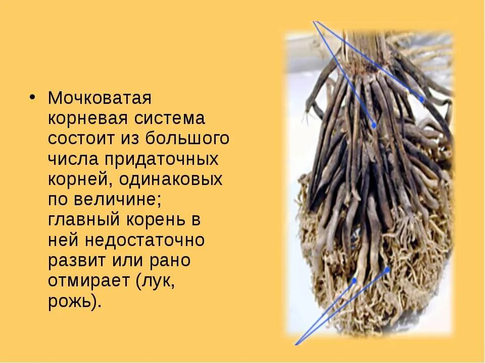 Стержневая и мочковатая корневая система. Стержневая и мочковатая корневая система. Рожь имеет мочковатую корневую систему. Стержневая корневая система и мочковатая корневая. Стержневой и мочковатый корень.