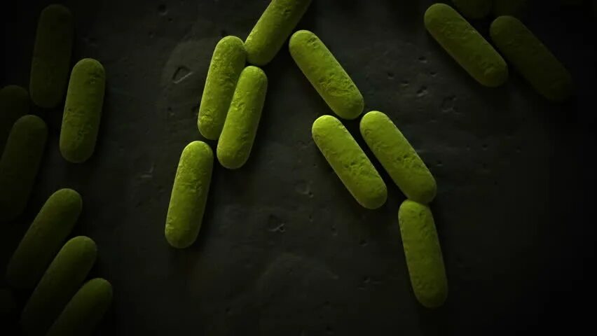 Бациллы аэробы. Бактерии Bacillus subtilis. Облигатные анаэробные бактерии. Аэробные и анаэробные бактерии. Аэробные органы