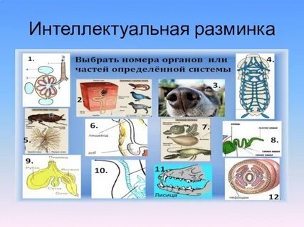 Орган биология 7