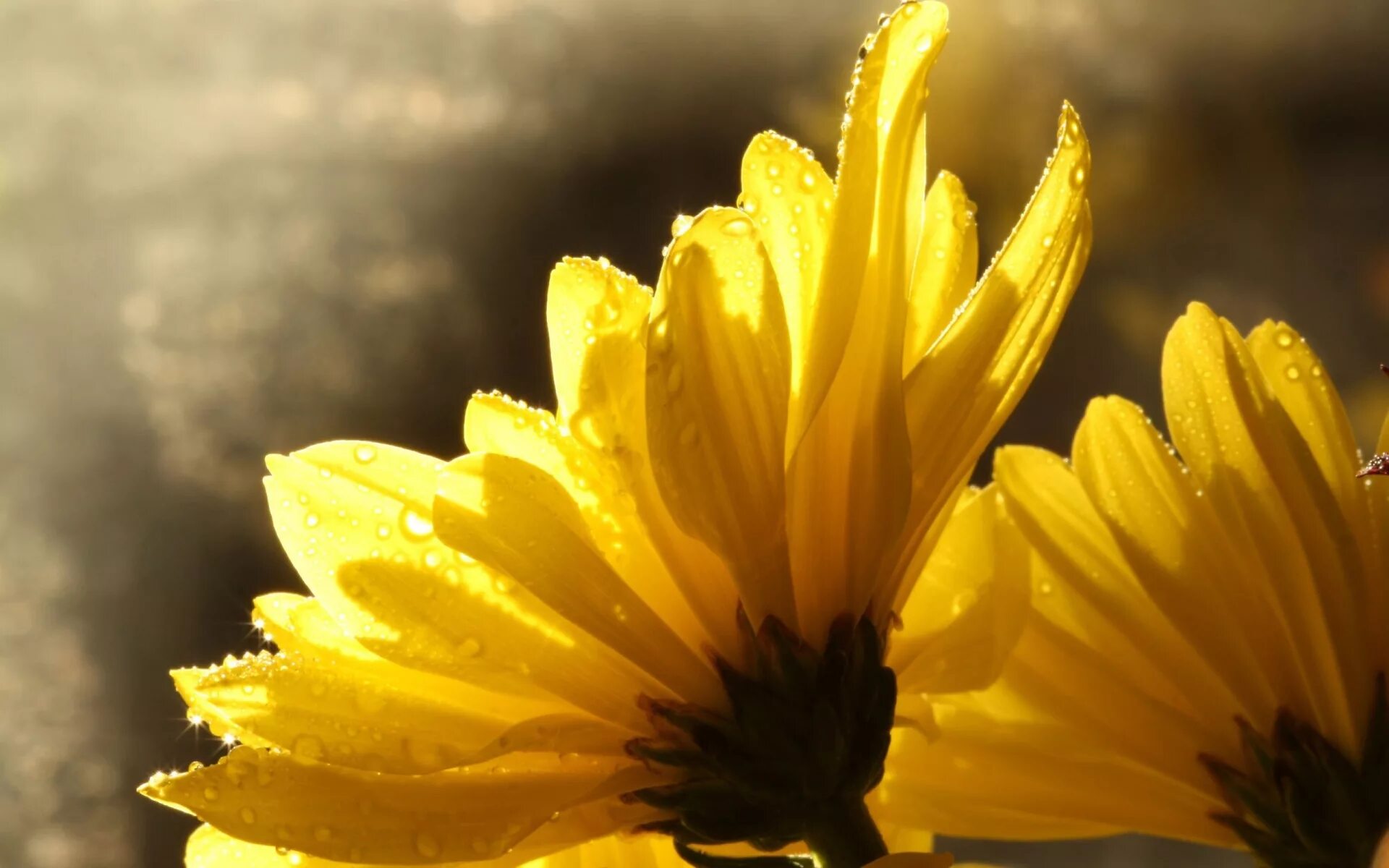 Серые цветы. Серо желтые цветы. Серо желтые цветы. Серо желтые цветы. Серый и желтый в природе.