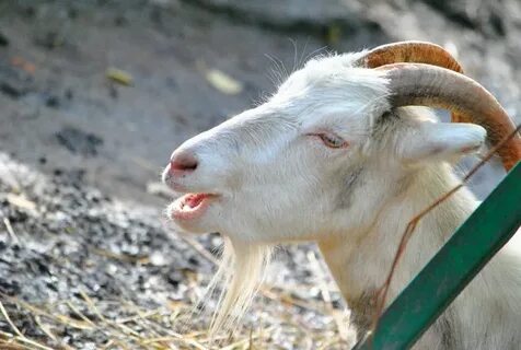 Throat goat перевод