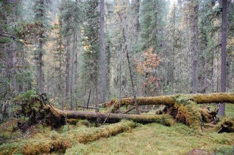 В далеком северном лесу на мшистом
