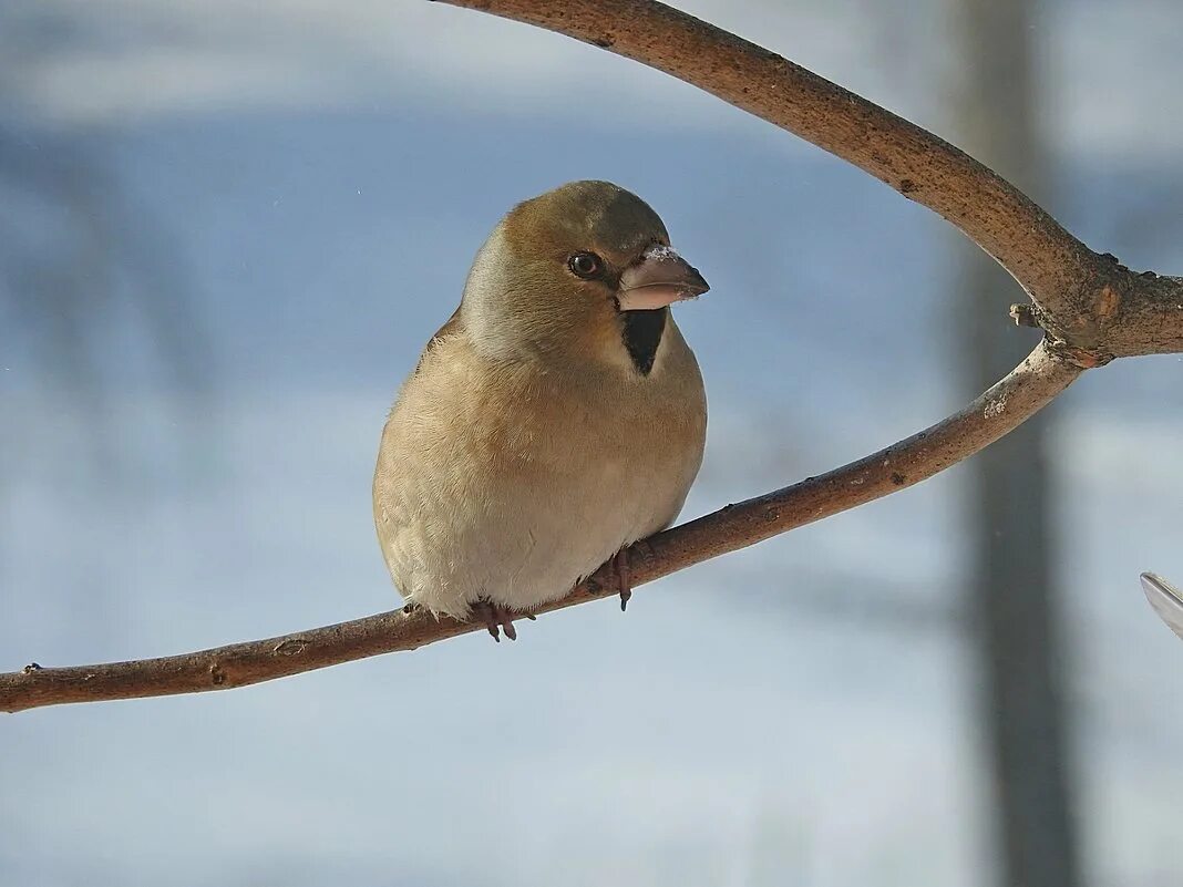 Дубонос обыкновенный (coccothraustes coccothraustes). Обыкновенный Дубонос Вьюрковые. Розовогрудый Дубонос. Дубонос обыкновенный зимой. Дубонос зимой