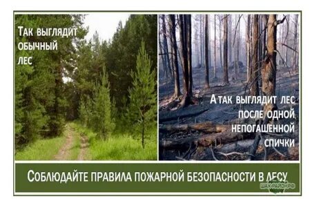 Безопасный лес