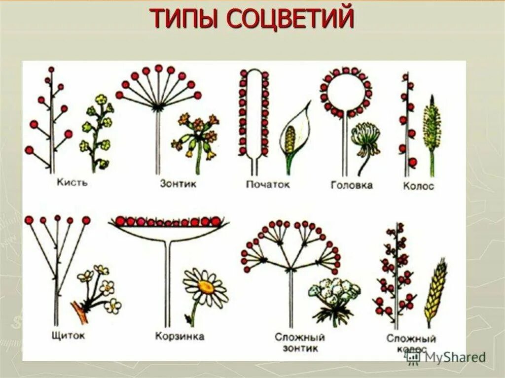 Кисть зонтик. Типы соцветий. цветы с соцветием зонтик. боярышник тип соцветия. тип соцветия щиток.