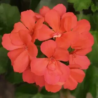 Герань коралловая