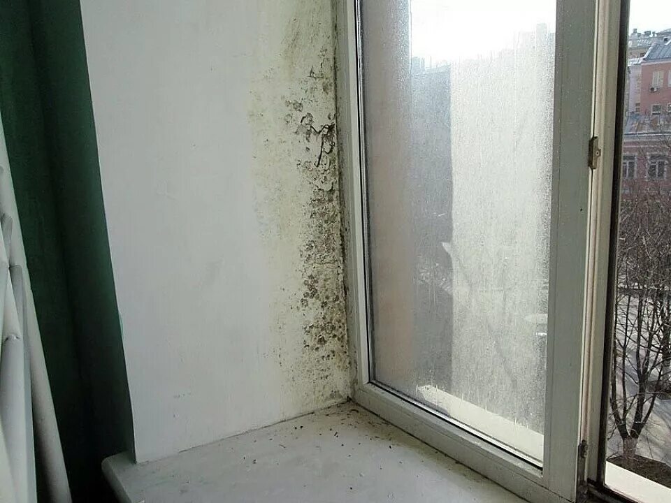 Появилась плесень на окнах. Плесень на откосах пластиковых окон. Плесень на откосах пластиковых окон. Плесень на откосах пластиковых окон. Появилась плесень на окнах.