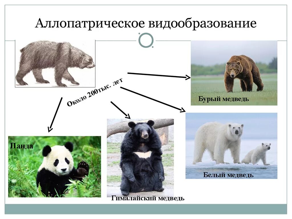 Аллопатрическое видообразование примеры. Географическое видообразование медведей. Аллопатрическое (географическое) видообразование. Пример парапатрического видообразования. Видообразование примеры животных