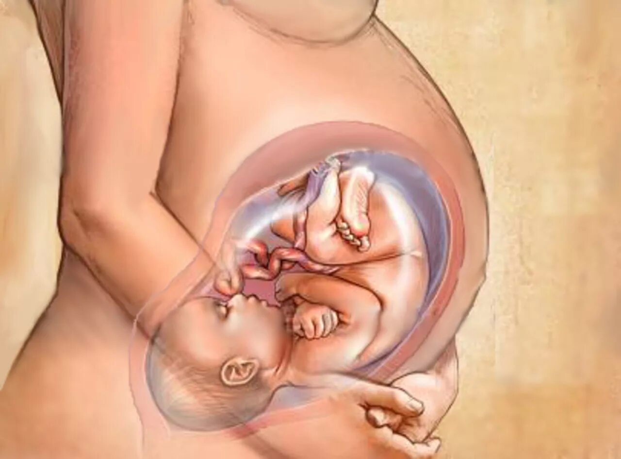 36 неделя беременности какой. Ребёнок в утробе матери на 35 неделе беременности. Ребёнок на 36 неделе беременности в утробе.