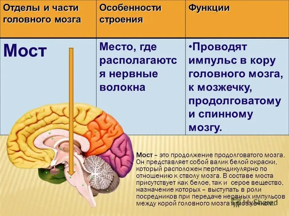 Окружающий мир головной мозг. Отделы головного мозга 8 класс биология. Отделы головного мозга расположение строение функции. Структуры головного мозга биология 8 класс. Функции отделов головного мозга анатомия.