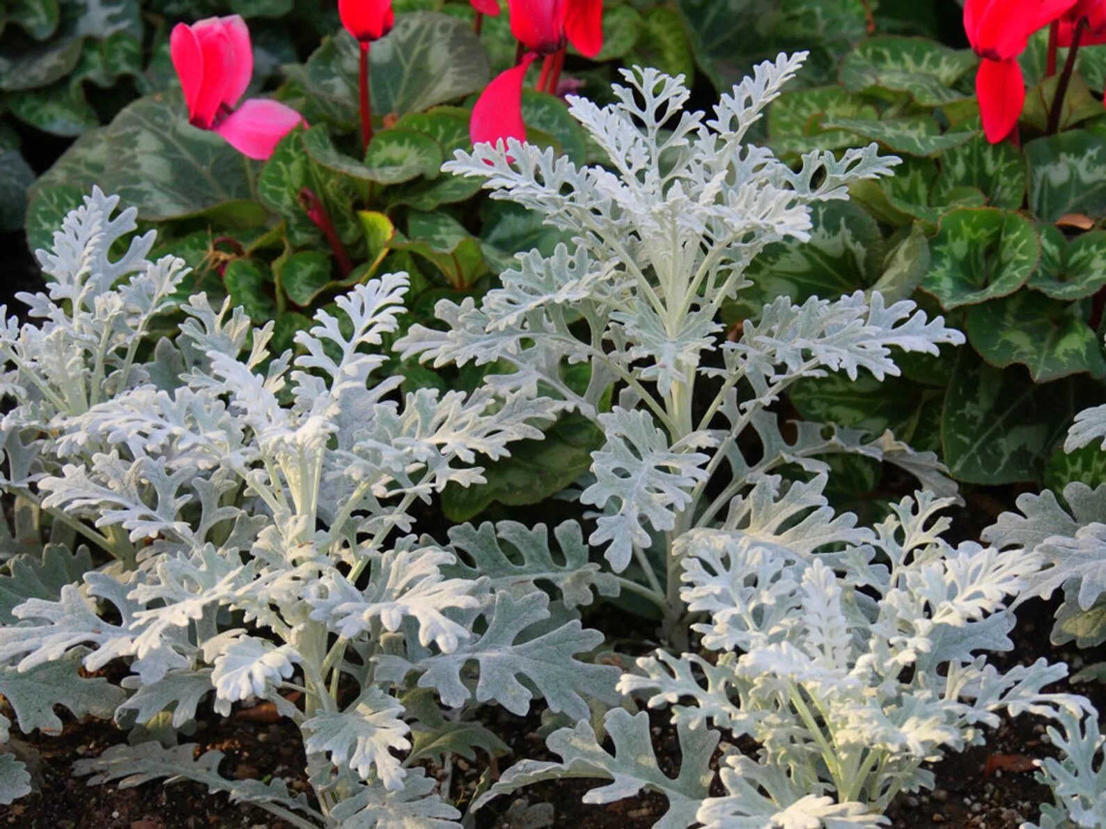 Цинерария Приморская (Senecio cineraria). Цинерария(крестовник) серебряная. Цинерария Приморская cineraria maritima. Цинерария Приморская серебристая.