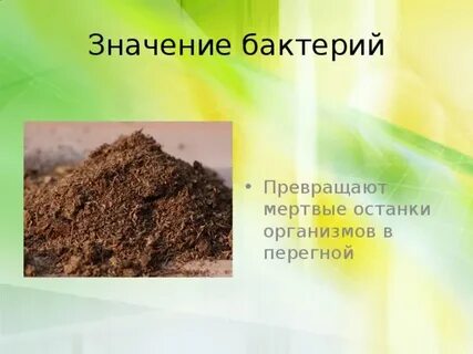 Что образуется из перегноя под действием микробов