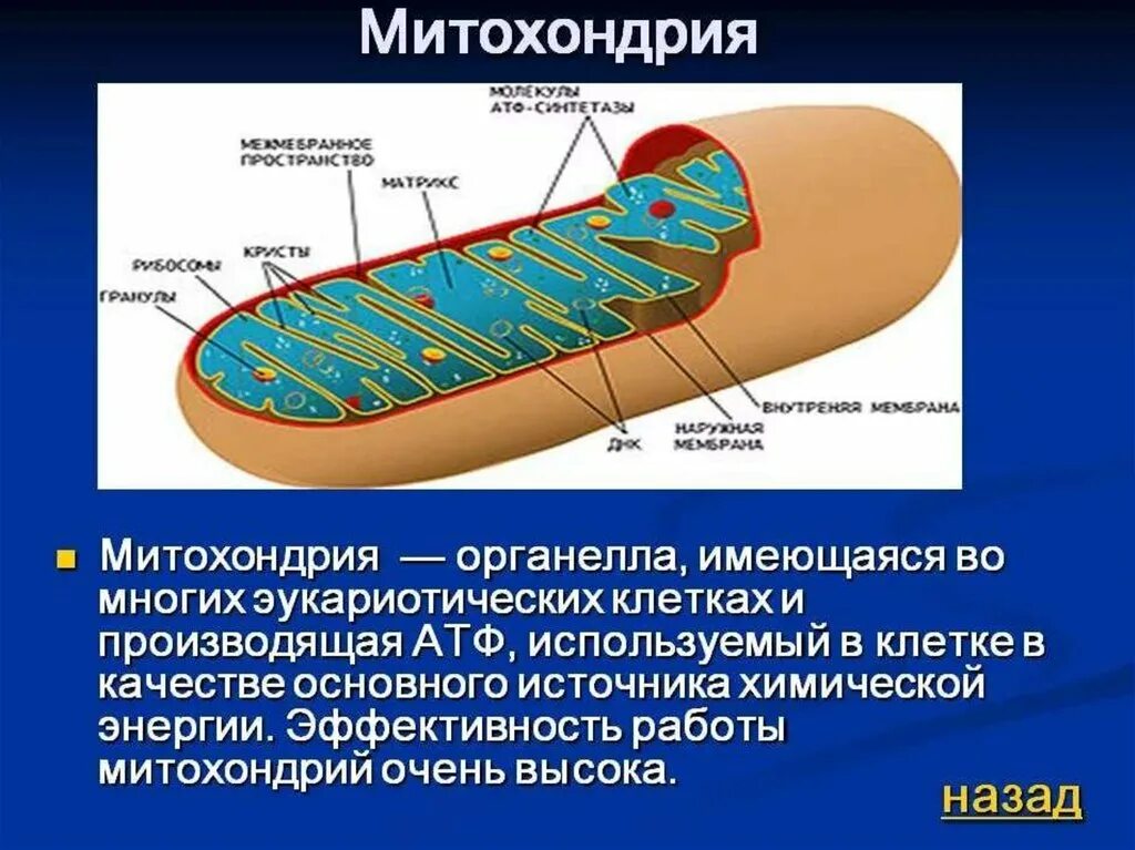 Митохондрии человека просто. Строение митохондрии эукариотической клетки. Строение митохондрии кратко. Строение митохондрии клетки. Строение митохондрии клетки животного.