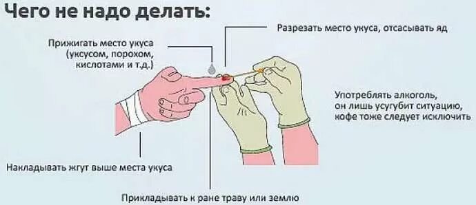 Отсасывать укус змеи. Место наложения жгута при укусе ядовитых змей. Что нельзя делать при укусе змеи. Что нельзя делать при укусах змей?. При укусе ядовитой змеи нельзя.