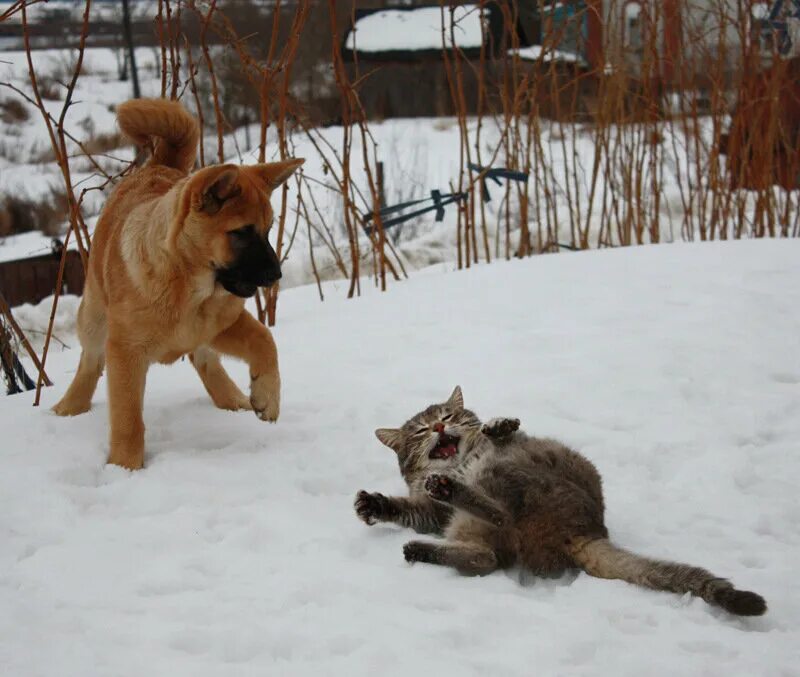 Ты скажешь не приходи больше. Зима кот и пёс. Кот и собака. Собака тащит кота.