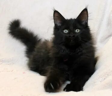 Черный котенок мейн куна