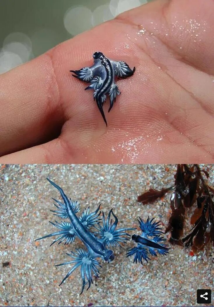 Голожаберный моллюск главк. Голубой ангел (glaucus atlanticus). Голожаберный моллюск синий дракон. Морской дракон глаукус. Морской голожаберный моллюск главк.