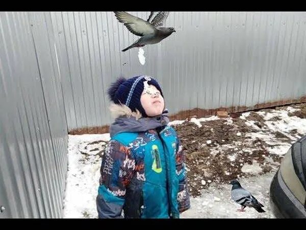 Примета птичка накакала на одежду. Птичка накакала. птицы обгадили. птица гадит. птица нагадила на голову.
