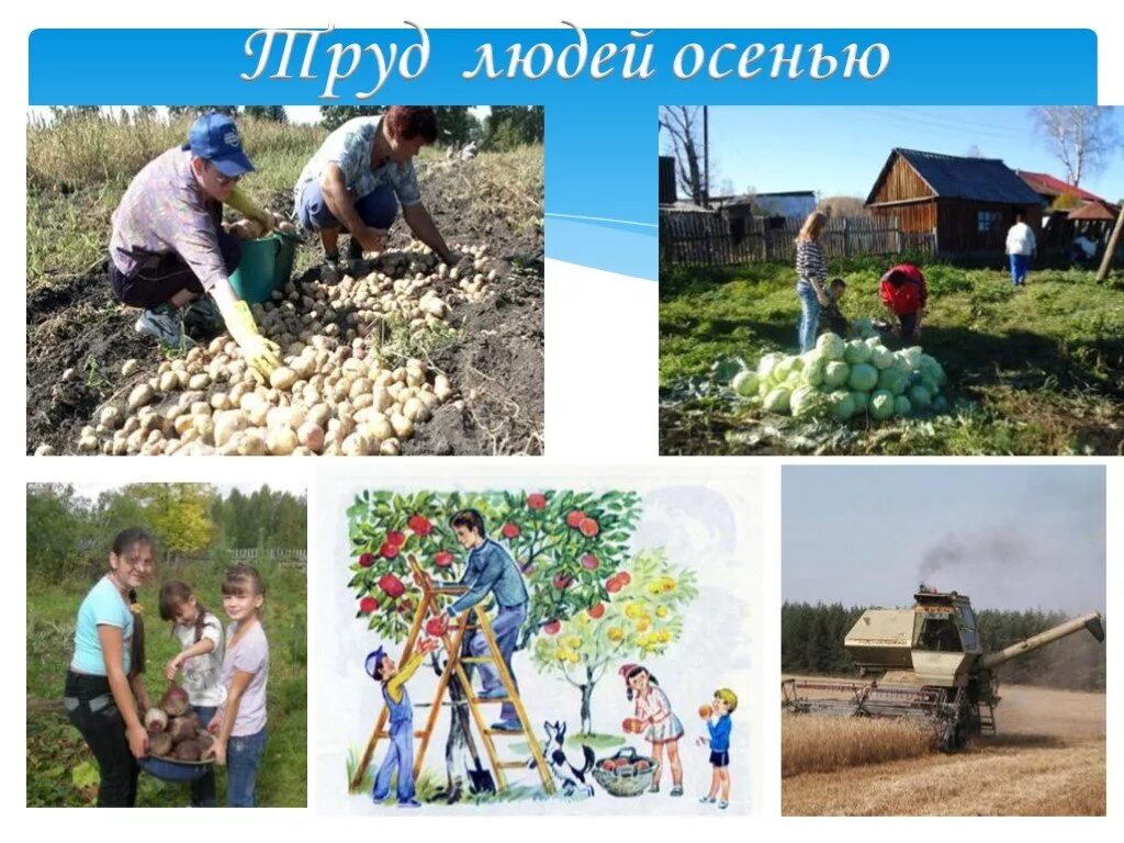 труд людей осенью 2 класс окружающий. осенние работы в семье рисунок. картинки весна для детского сада. труд людей осенью. осенний труд окружающий мир рабочая.