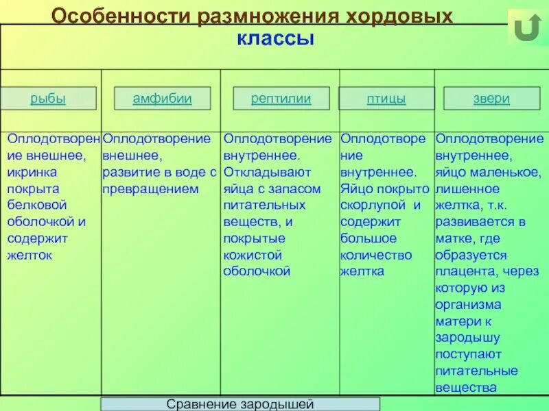 Сравните особенности размножения и развития позвоночных животных. Особенности развития хордовых. Размножение хордовых. Тип Хордовые таблица. Особенности размножения хордовых.