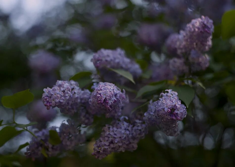 в сиреневых сумерках летят снежинки. сумерки в поле фильм. релакс для сна фиолетовые цветы. Anton makarov фотограф. темное грозовое небо.