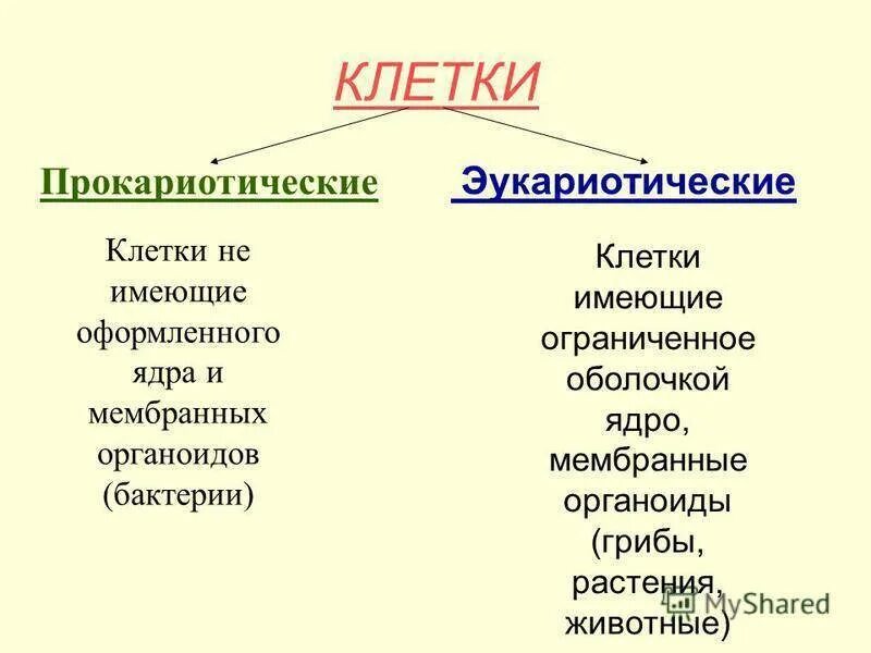 Прокариотических и эукариотических одноклеточных