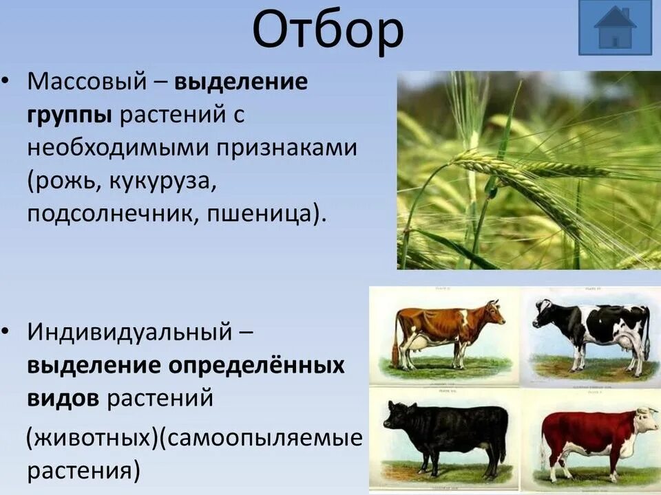 В селекции используется отбор. Методы селекции растений массовый отбор. массовый и индивидуальный отбор примеры. массовый и индивидуальный отбор в селекции. методы селекции отбор массовый и индивидуальный.