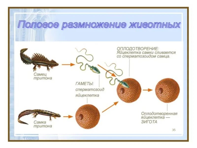 Презентация формы размножения животных 8 класс биология. Размножение животных. Животные полового размножения. Половое оплодотворение у животных. Размножение животных биология.