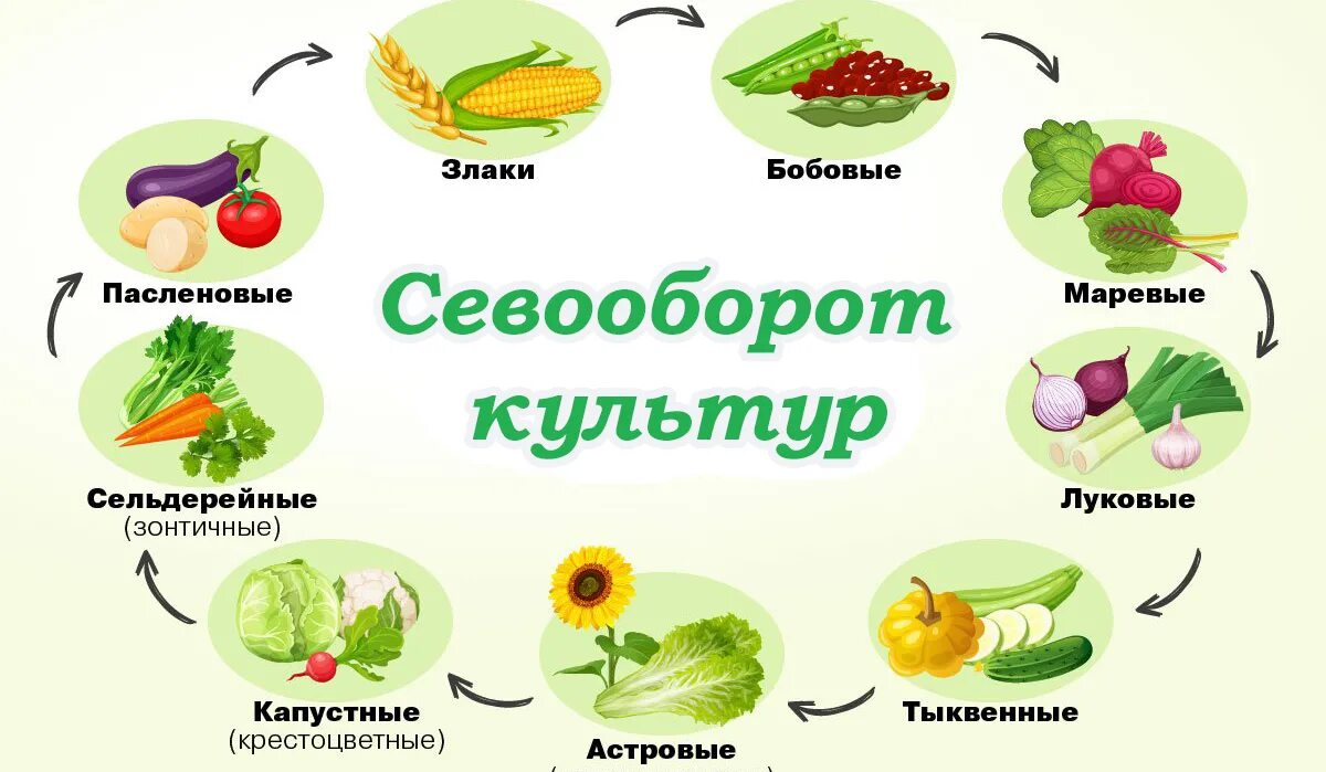 Что можно садить после виктории