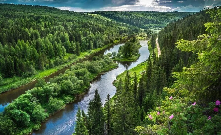 Многообразие лесов. Река Койва Пермский край. Лес Тайга река Вильва. Лето горы река Тайга Сибирь. Тайга Урала.