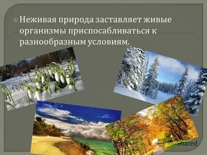 Неживая природа в городе 3 класс