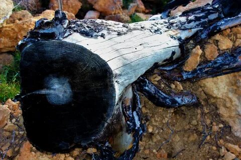 Обгоревшее дерево