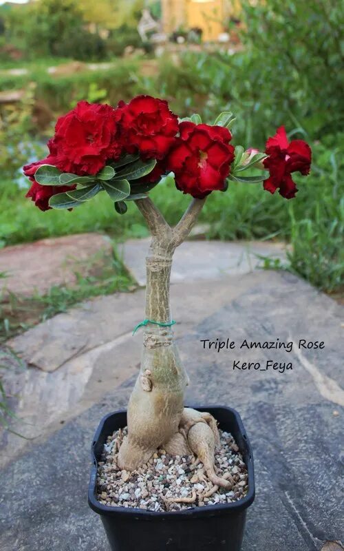 Адениум обрезка и формирование кроны. Адениум triple amazing rose. адениум каудекс. адениумы бонсай. адениум chameleon fragrant каудекс.
