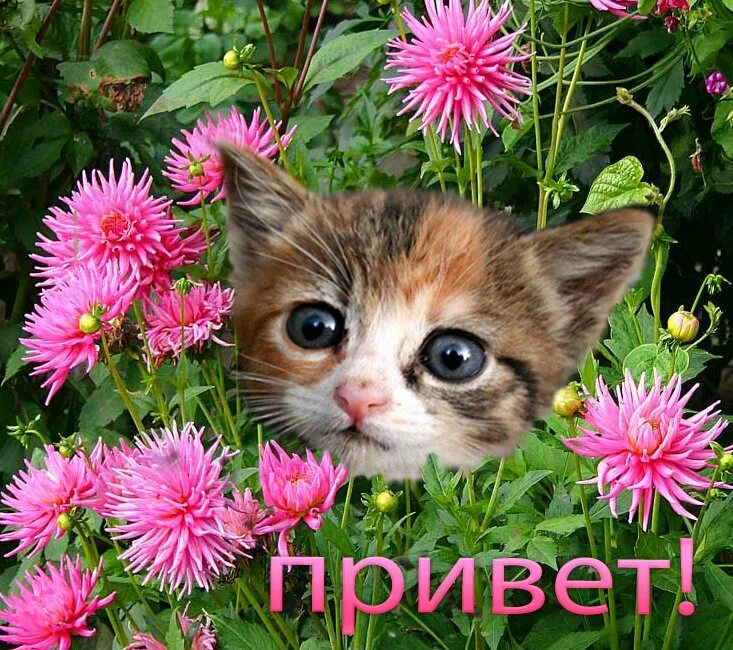 Открытки привет. Приветик с цветочками. Привет цветочек. Привет котик.