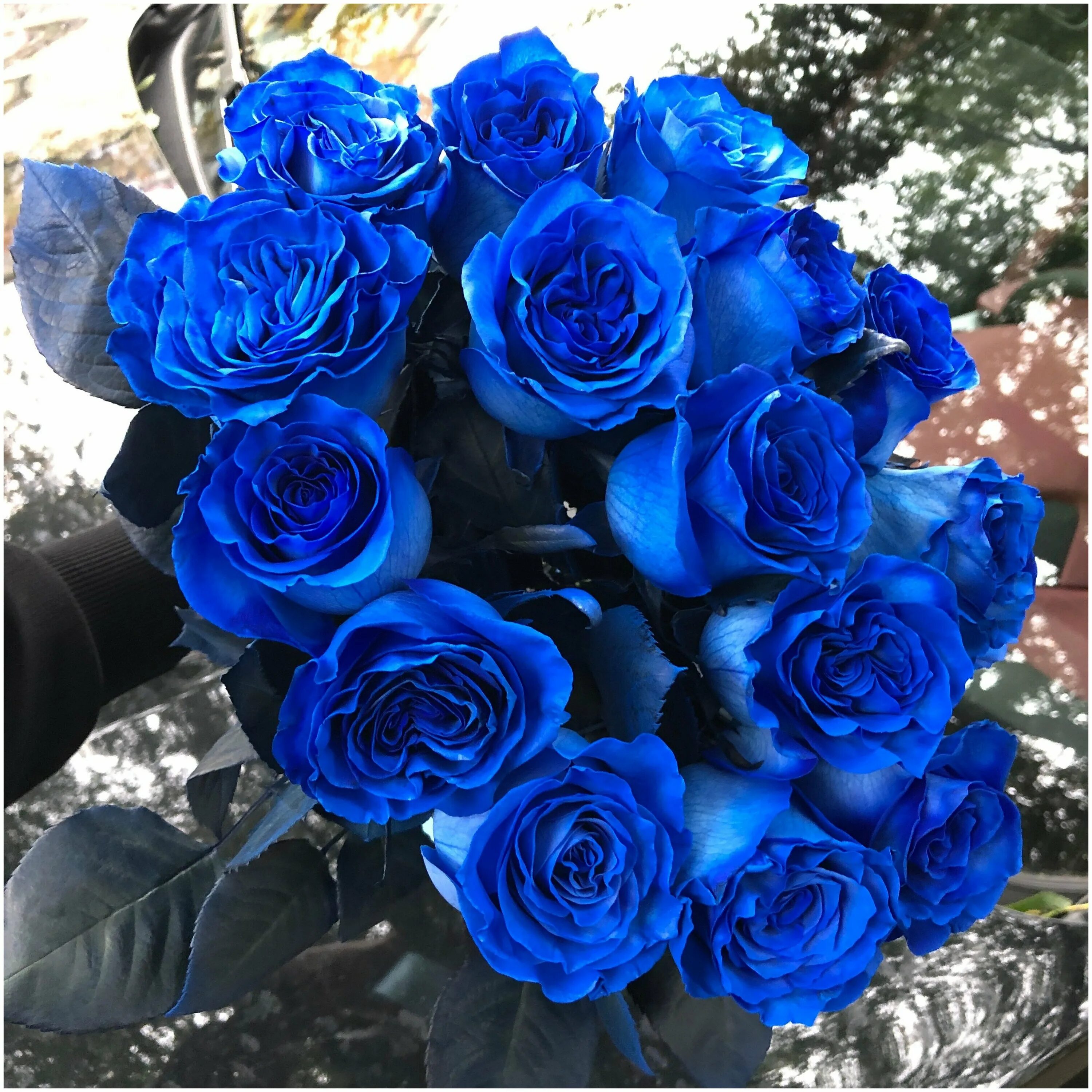 голубые розы сантори. песня на свидание синих роз. голубые розы сантори. песня я просила синих роз. букет синих роз фото.