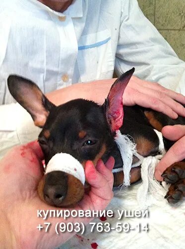 Что такое купирование. Купирование ушных раковин у собак. купированные уши у солак.