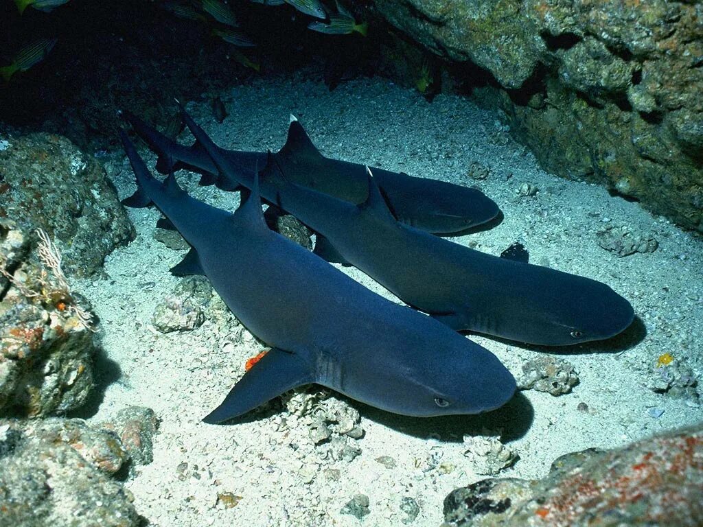 акула 3д. мегалодон. ночью акула. как называются черные акулы. черноморская рыба катран.