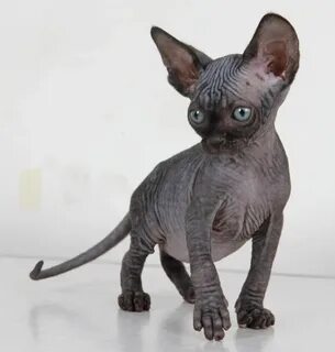 Котята сфинкса барнаул