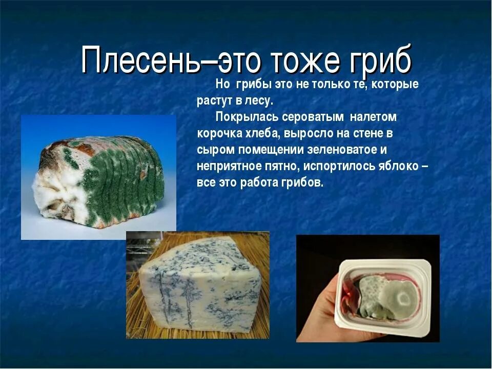 Плесень презентация. Плесневые грибы. Плесень это грибы или бактерии. Виды плесени презентация. Плесневые грибы вирусы