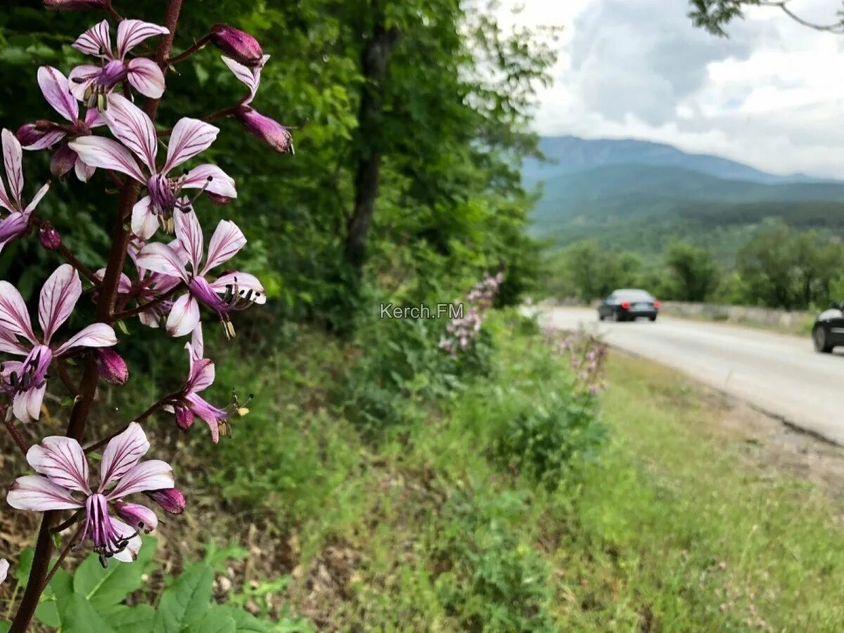 Ясенец Неопалимая Купина. Купина Неопалимая растение в Крыму. Ясенец Крымский. Ясенец Крымский ядовитый. Ясенец растение