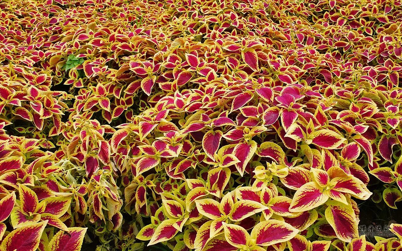 Колеус зимует. Колеус блюма. колеус aluston. колеус sparkler. колеус coleus blumei.