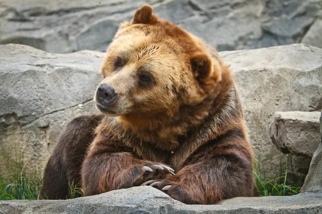 Bear bred