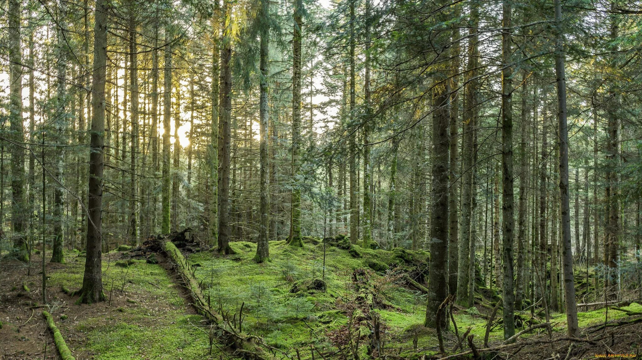 Какой лес самый богатый